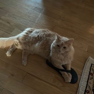 Meet your Posher, Eva